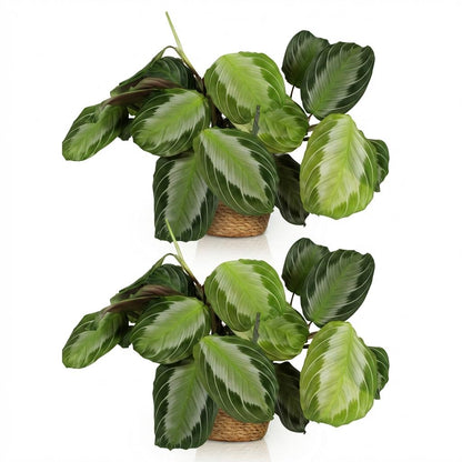 Deux Maranta Fascinator Silverband, chacune dans un pot tressé, avec de grandes feuilles vertes et argentées