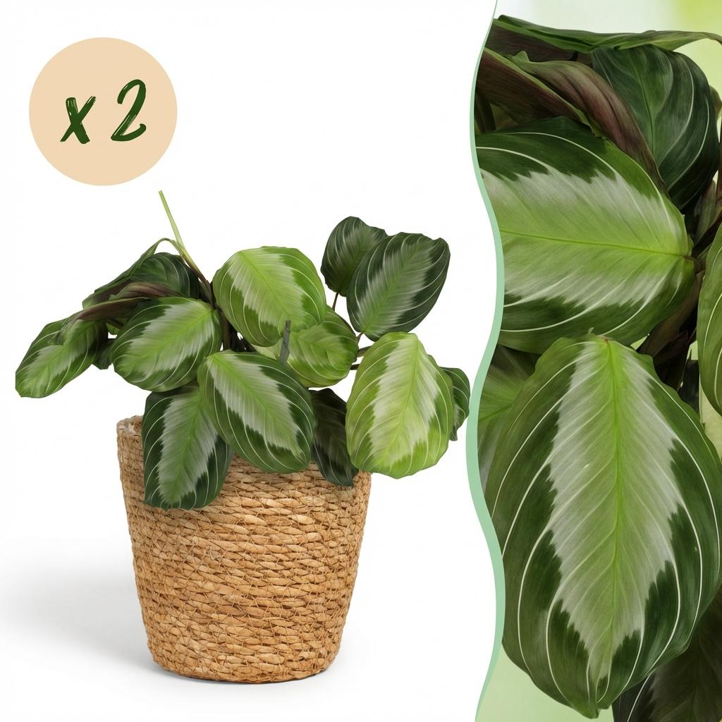 Une Maranta Fascinator Silverband, aussi appelée plante de prière, présente son feuillage vert et ses rayures argentées, dans un cache-pot