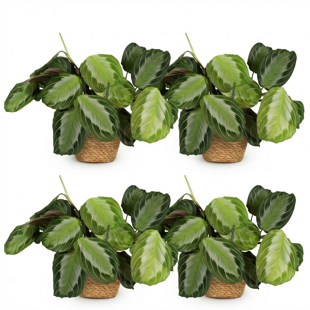 Quatre Maranta Fascinator Silverband aux feuilles vertes foncées nervurées de vert clair dans des paniers tressés