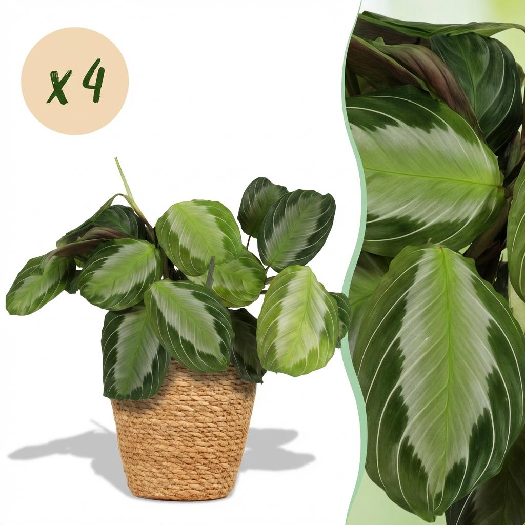 Une Maranta Fascinator Silverband, aussi appelée plante de prière, dans un cache-pot panier tressé clair