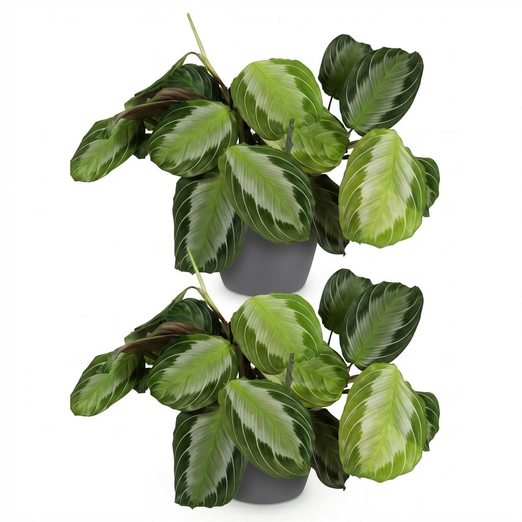 Deux Maranta Fascinator Silverband aux feuilles vertes foncées marbrées d'argent dans des pots gris