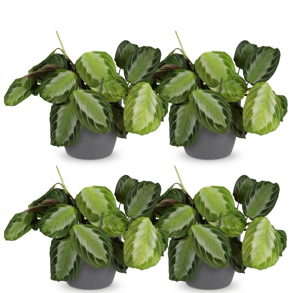 Quatre Maranta Fascinator Silverband aux feuillages verts panachés de bandes argentées et de revers pourpres, en pots gris