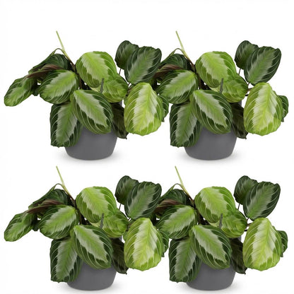 Quatre Maranta Fascinator Silverband aux feuillages verts panachés de bandes argentées et de revers pourpres, en pots gris
