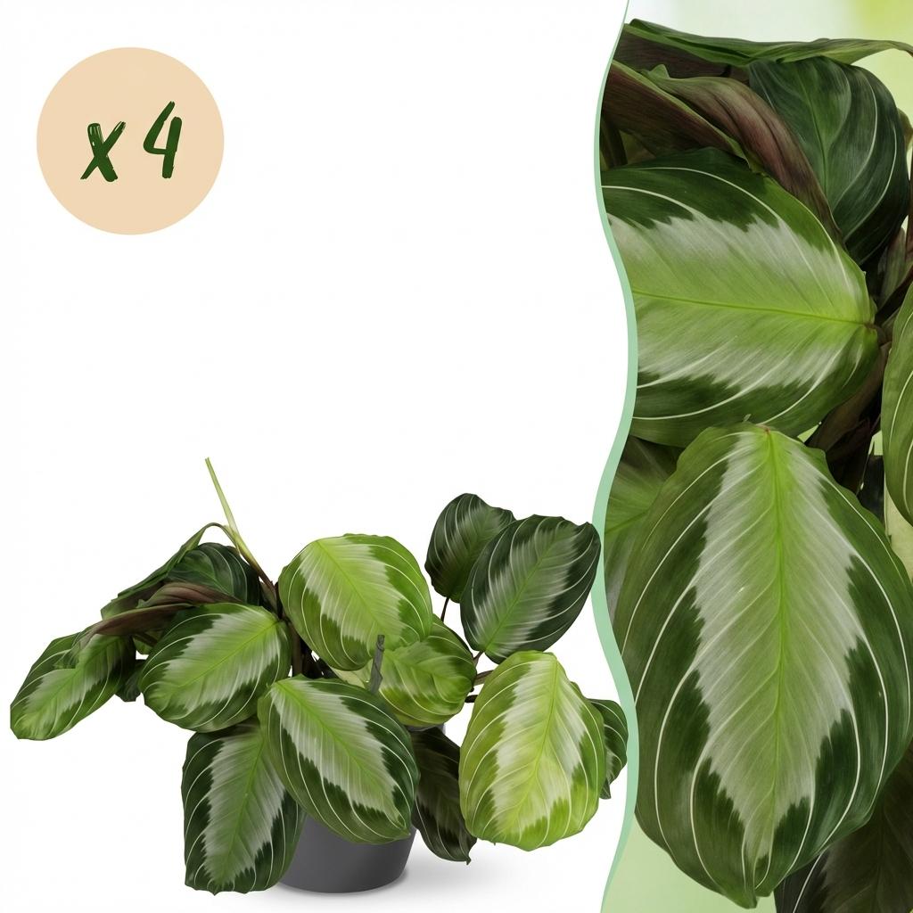 Une Maranta Fascinator Silverband, aussi appelée plante de prière, avec son feuillage vert panaché de bandes argentées et un cache-pot gris
