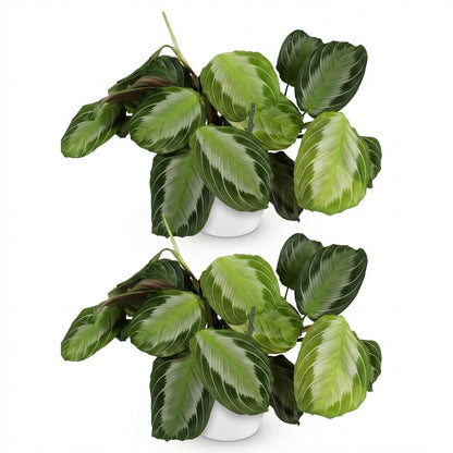 Deux Maranta Fascinator Silverband aux feuilles vertes, crème et violettes, dans des pots ronds blancs