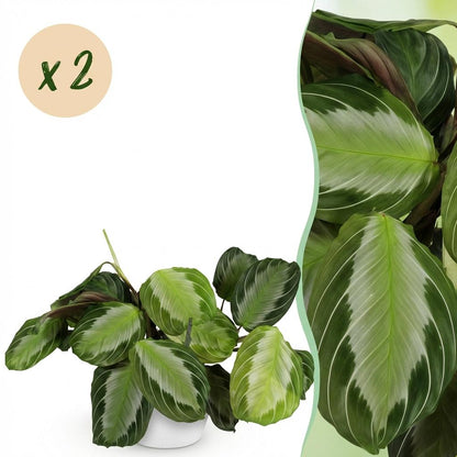 Deux Maranta Fascinator Silverband au feuillage argenté, présentés dans un cache-pot blanc de 12cm