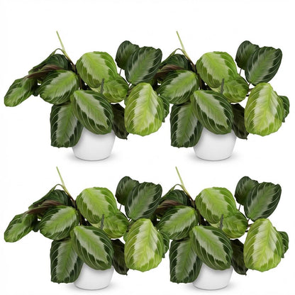 Quatre maranta Fascinator Silverband aux feuilles vertes, motif clair et nervures argentées, dans des pots blancs