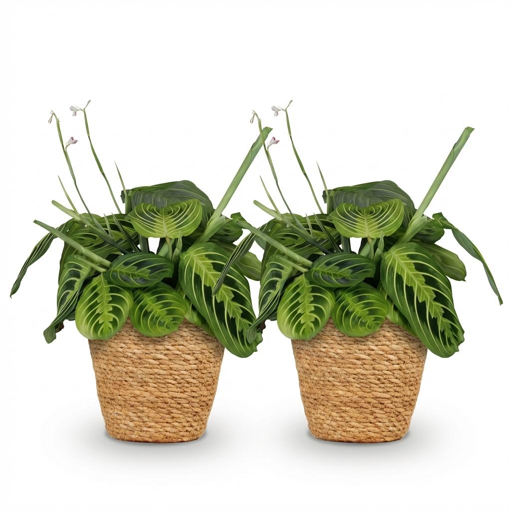 Deux Maranta Fascinator Lemon Lime aux feuilles panachées de vert foncé et vert clair dans des paniers tressés