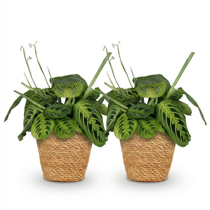 Deux Maranta Fascinator Lemon Lime aux feuilles panachées de vert foncé et vert clair dans des paniers tressés