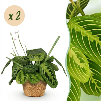 Deux Maranta Fascinator Lemon Lime au feuillage vert panaché, présentés dans un cache-pot en fibres naturelles tressées de 12cm