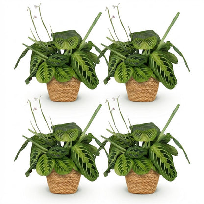Quatre Maranta Fascinator Lemon Lime aux feuilles vert vif veinées de vert clair dans des pots en osier tressé