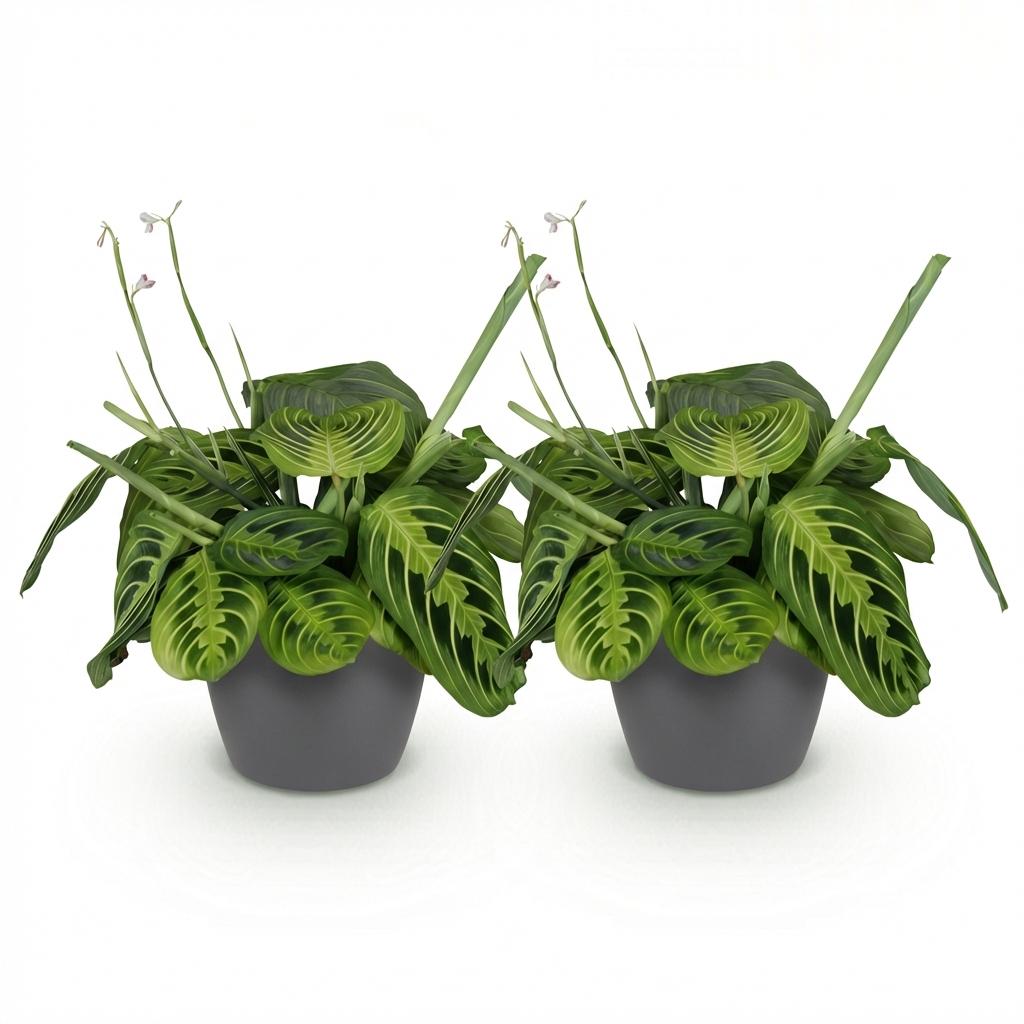 Deux plantes Maranta Fascinator Lemon Lime aux feuilles vert clair et foncé, dans des pots gris foncés
