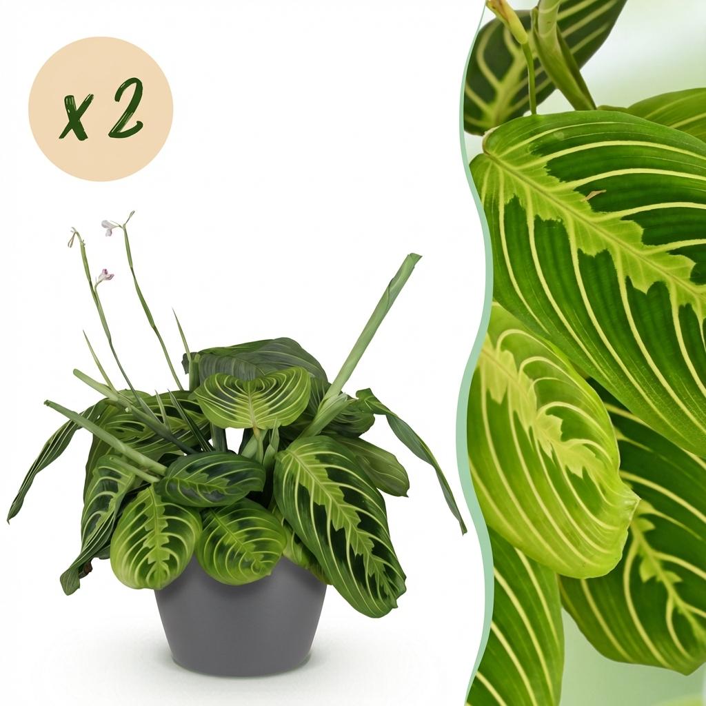 Une Maranta Fascinator Lemon Lime au feuillage vert vif avec ses nervures jaune-vert, présentée dans un cache-pot gris