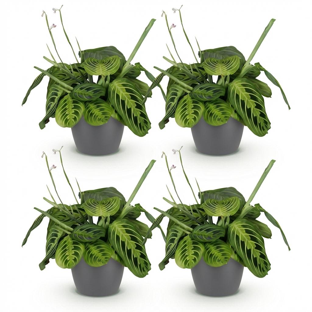 Quatre plantes Maranta Fascinator Lemon Lime aux feuilles panachées de vert clair et foncé dans des pots gris