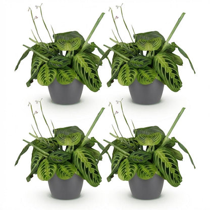 Quatre plantes Maranta Fascinator Lemon Lime aux feuilles panachées de vert clair et foncé dans des pots gris