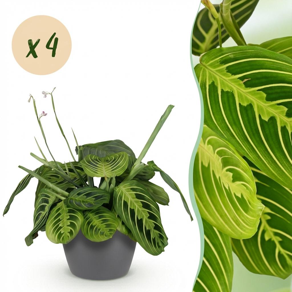 La plante Maranta Fascinator Lemon Lime est présentée dans un cache-pot gris, avec un gros plan sur ses feuilles vert clair et vert foncé