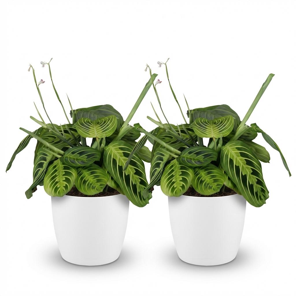Deux Maranta Fascinator Lemon Lime, plantes de prière aux feuilles vert clair et foncé, dans des pots blancs