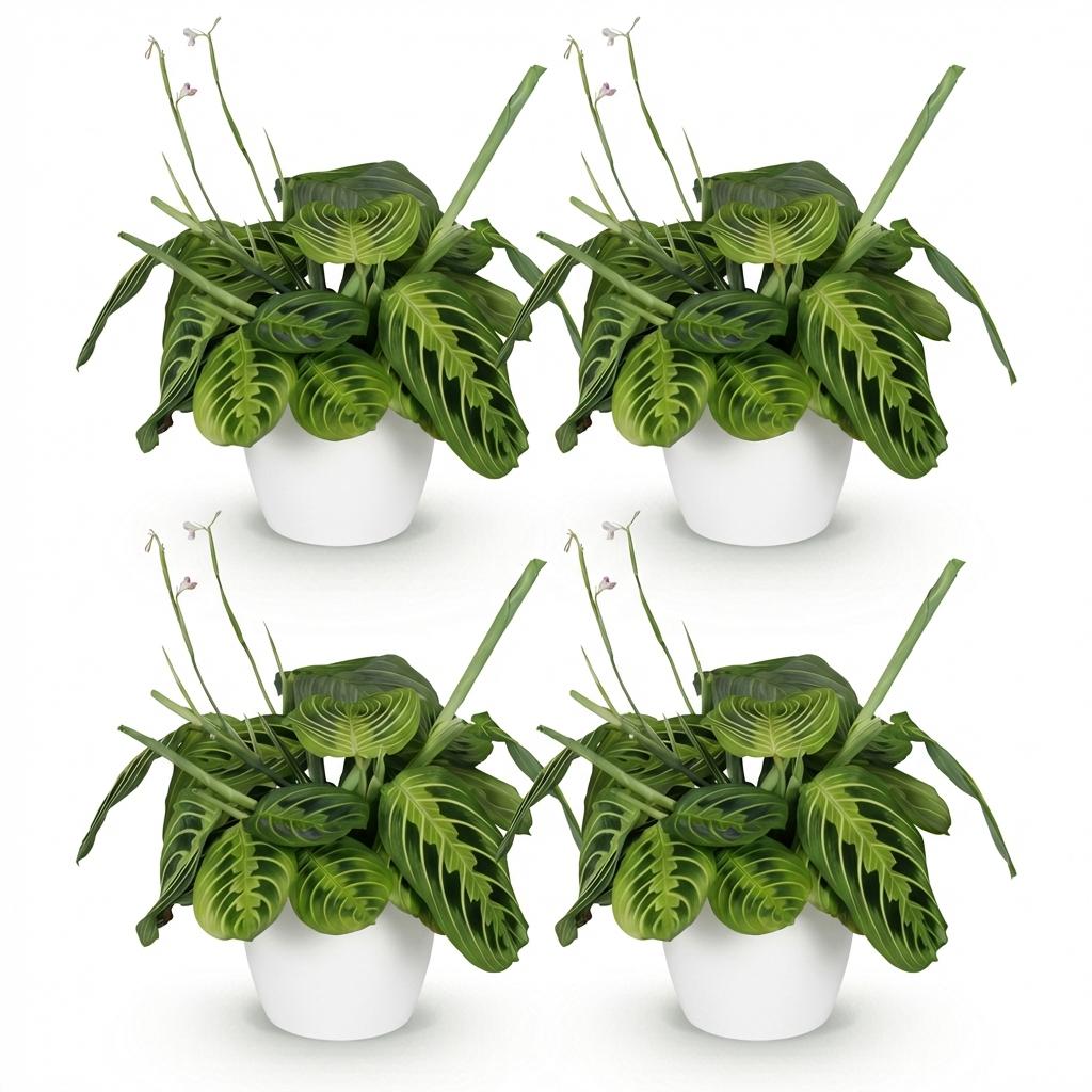Quatre marantas Fascinator Lemon Lime aux feuilles nervurées de vert clair et foncé, en pots blancs ronds