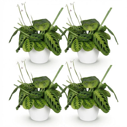 Quatre marantas Fascinator Lemon Lime aux feuilles nervurées de vert clair et foncé, en pots blancs ronds