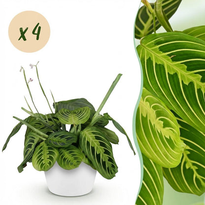 Une Maranta Fascinator Lemon Lime avec ses feuilles vert clair et ses nervures distinctives, dans un cache-pot blanc élégant, avec un zoom