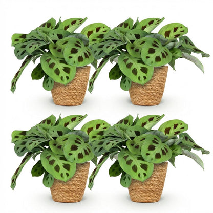 Quatre Maranta Fascinator Kerchoveana aux feuilles vert clair tachées de marron dans des pots en osier tressé