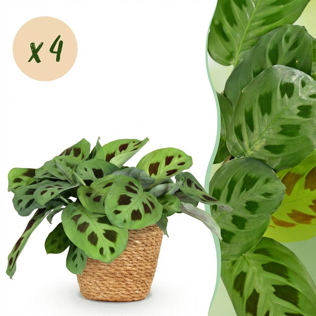 Quatre Maranta Fascinator Kerchoveana au feuillage tacheté, présentés dans un cache-pot en fibres naturelles tressées de 12cm