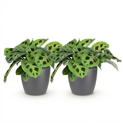 Deux Maranta Fascinator Kerchoveana aux feuilles vert clair tachetées de vert foncé, dans des pots gris foncés