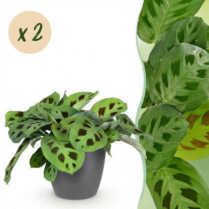 Une élégante Maranta Fascinator Kerchoveana aux feuilles vert clair et taches sombres, lovée dans un cache-pot gris