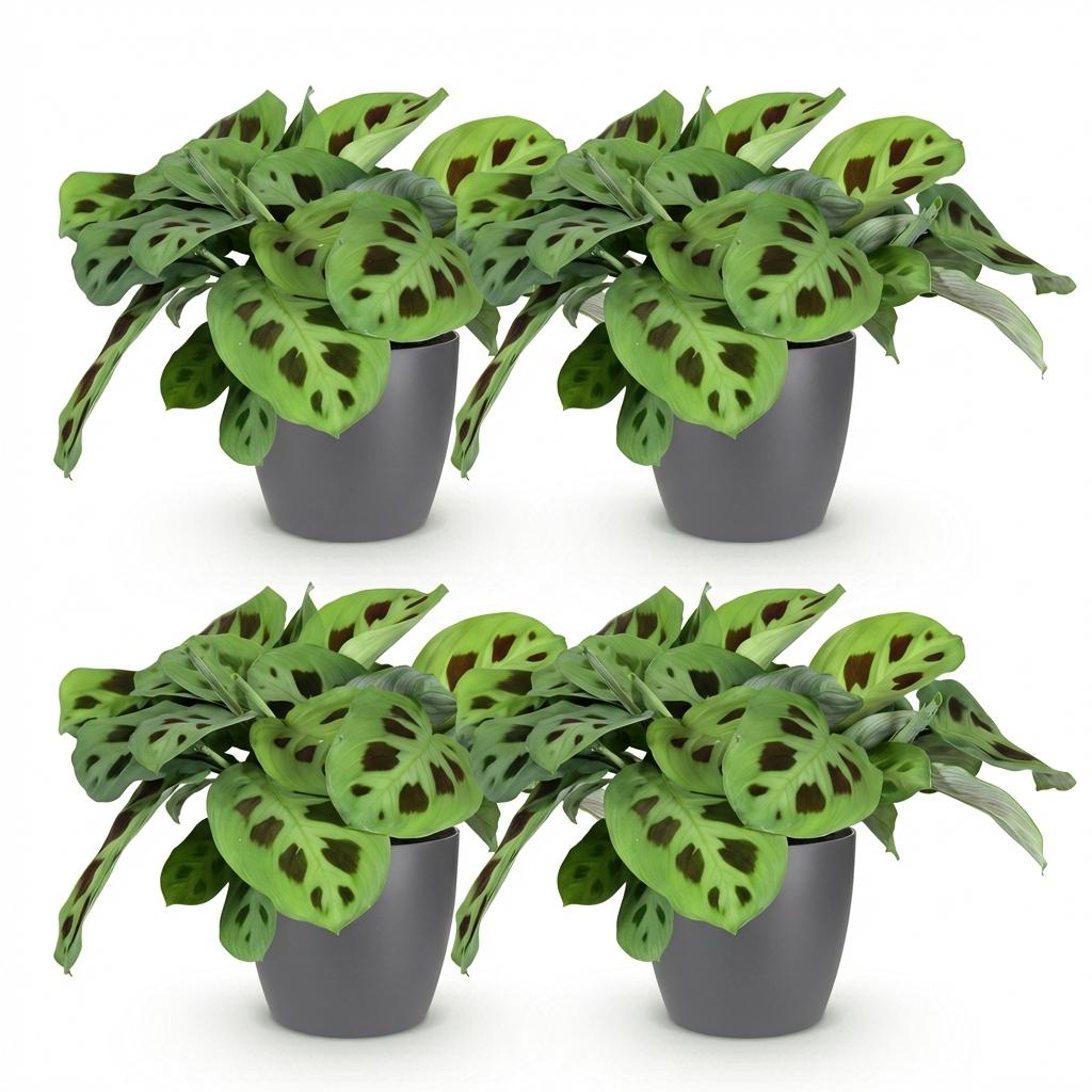 Quatre Maranta Fascinator Kerchoveana aux feuilles vert clair et taches foncées, dans des pots gris discrets