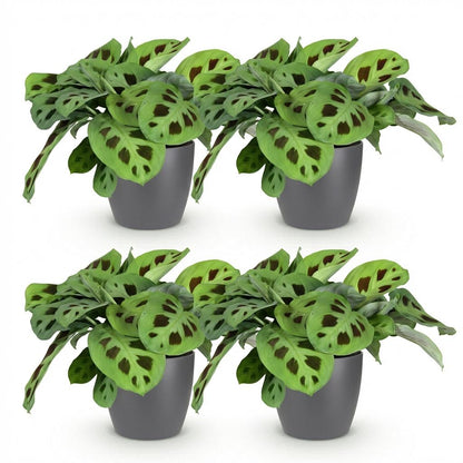 Quatre Maranta Fascinator Kerchoveana aux feuilles vert clair et taches foncées, dans des pots gris discrets