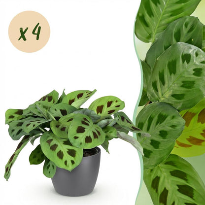 Une Maranta Fascinator Kerchoveana aux feuilles vertes et marron panachées dans un pot gris, avec un gros plan sur le feuillage de cette