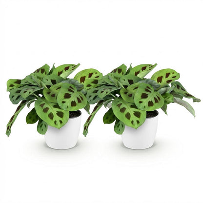 Deux Maranta Fascinator Kerchoveana aux feuilles vert clair mouchetées de brun foncé, dans des pots blancs
