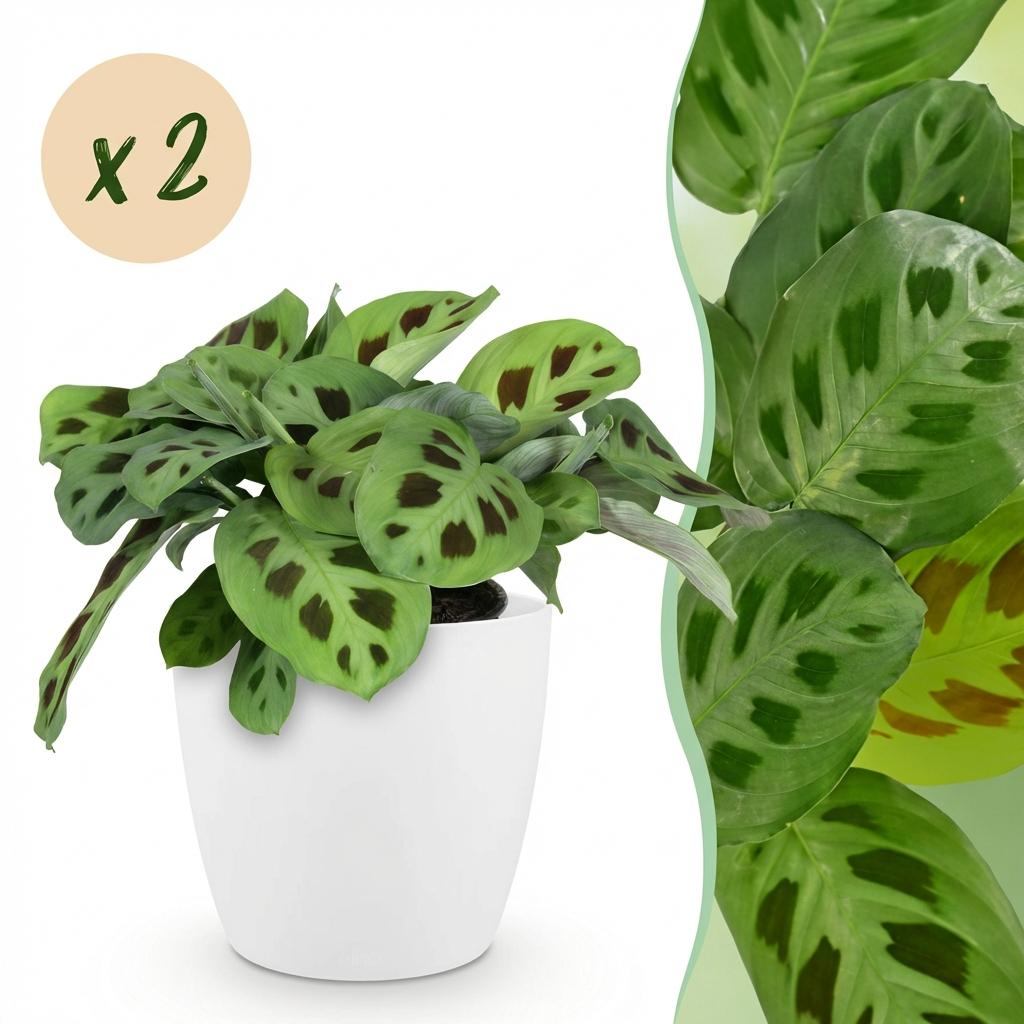 Deux Maranta Fascinator Kerchoveana au feuillage tacheté, présentés dans un cache-pot blanc de 12cm