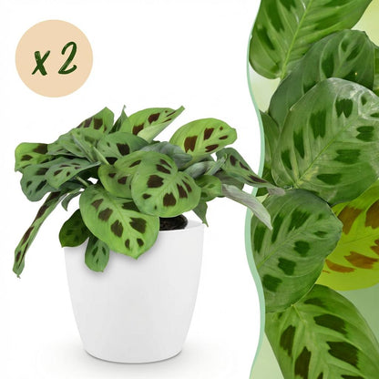 Deux Maranta Fascinator Kerchoveana au feuillage tacheté, présentés dans un cache-pot blanc de 12cm