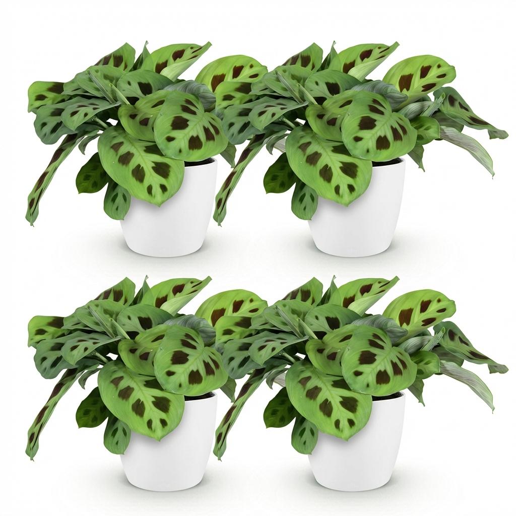 Quatre maranta Fascinator Kerchoveana aux feuilles vert clair et taches marron dans des pots blancs sur fond uni
