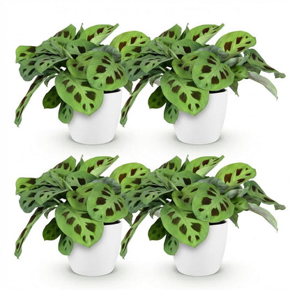 Quatre maranta Fascinator Kerchoveana aux feuilles vert clair et taches marron dans des pots blancs sur fond uni
