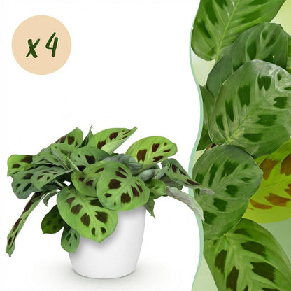 Quatre Maranta Fascinator Kerchoveana au feuillage tacheté, présentés dans un cache-pot blanc de 12cm