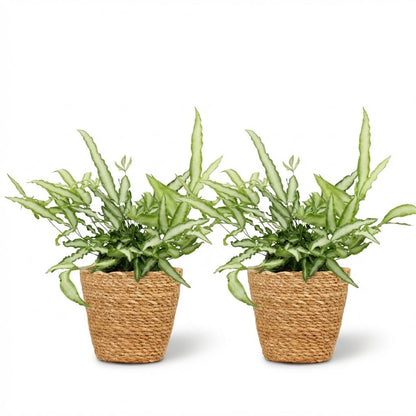 Pteris Cretica Albolineata - Panier, pot de 12cm, presentees cote a cote