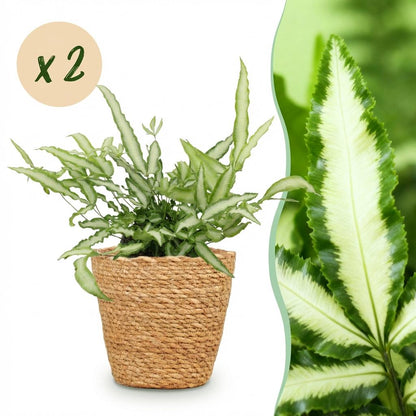 Une élégante Pteris cretica Albolineata avec son feuillage vert panaché de blanc, présentée dans un cache-pot panier