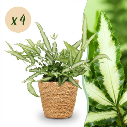 Une élégante Pteris cretica Albolineata avec son feuillage panaché vert clair et blanc dans un cache-pot panier