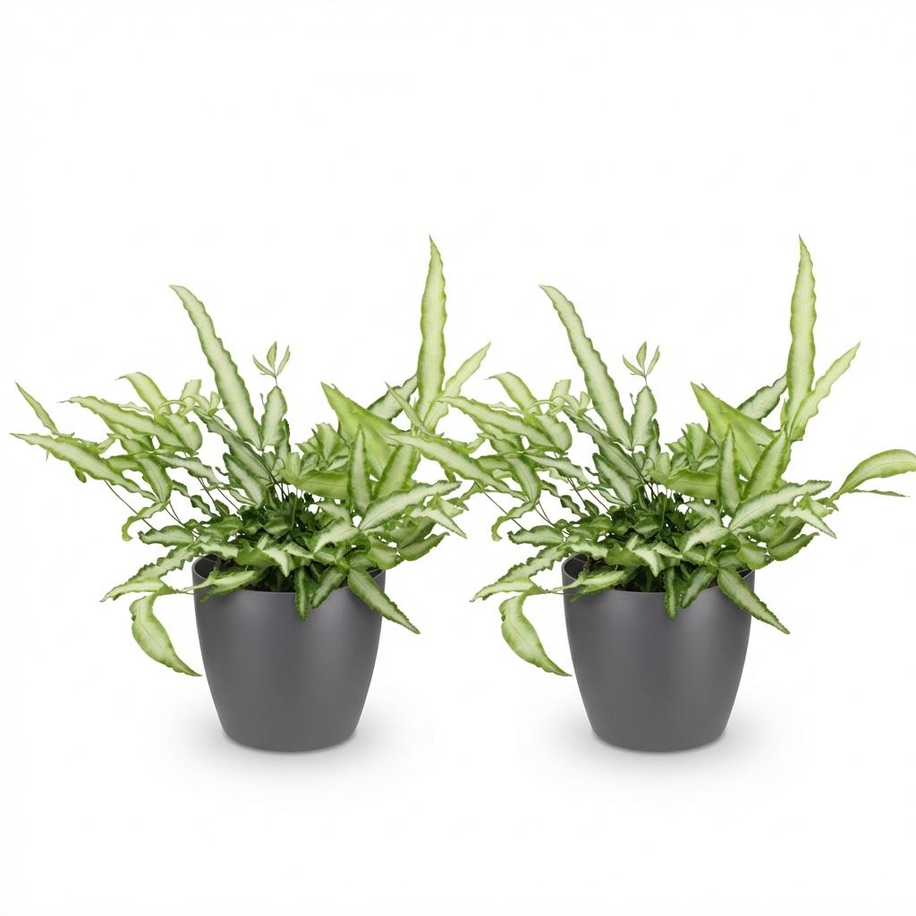 Pteris Cretica Albolineata - Gris, pot de 12cm, presentees cote a cote