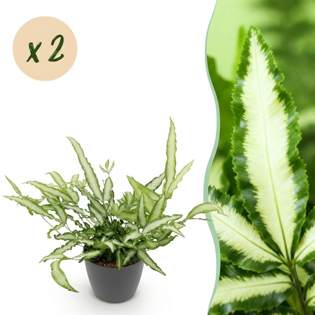 Deux Pteris Cretica Albolineata au feuillage panaché de blanc et vert, présentés dans un cache-pot gris anthracite de 12cm