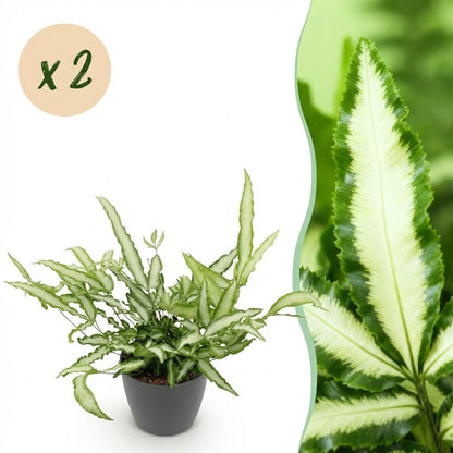 Deux Pteris Cretica Albolineata au feuillage panaché de blanc et vert, présentés dans un cache-pot gris anthracite de 12cm