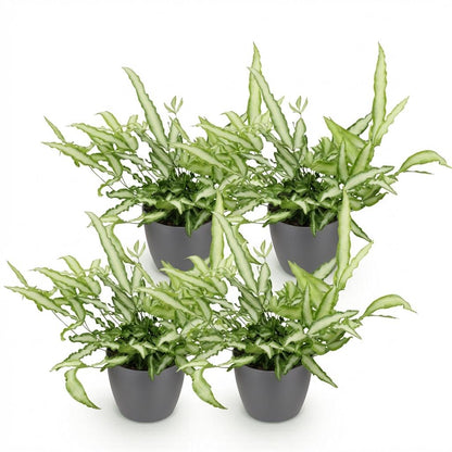 Pteris Cretica Albolineata - Gris, pot de 12cm, presentees cote a cote