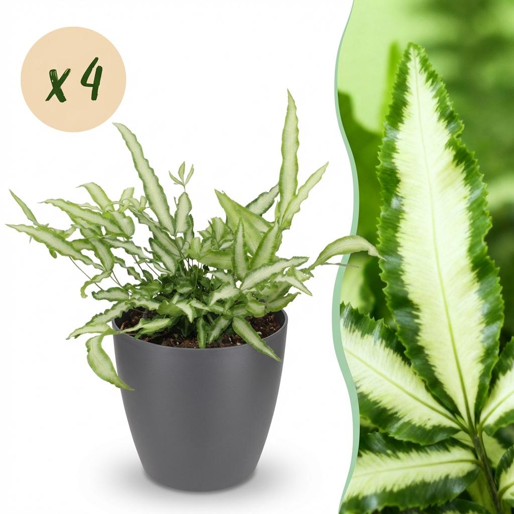 Une élégante Pteris cretica Albolineata avec son feuillage panaché vert et blanc, placée dans un joli cache-pot gris