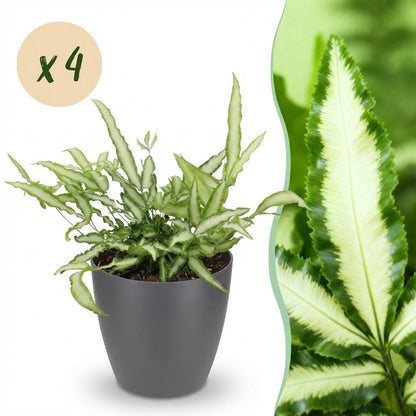 Une élégante Pteris cretica Albolineata avec son feuillage panaché vert et blanc, placée dans un joli cache-pot gris