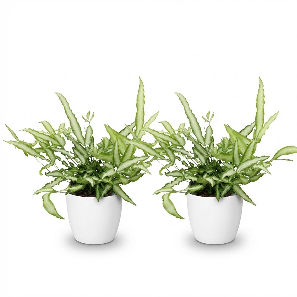 Pteris Cretica Albolineata - Blanc, pot de 12cm, presentees cote a cote