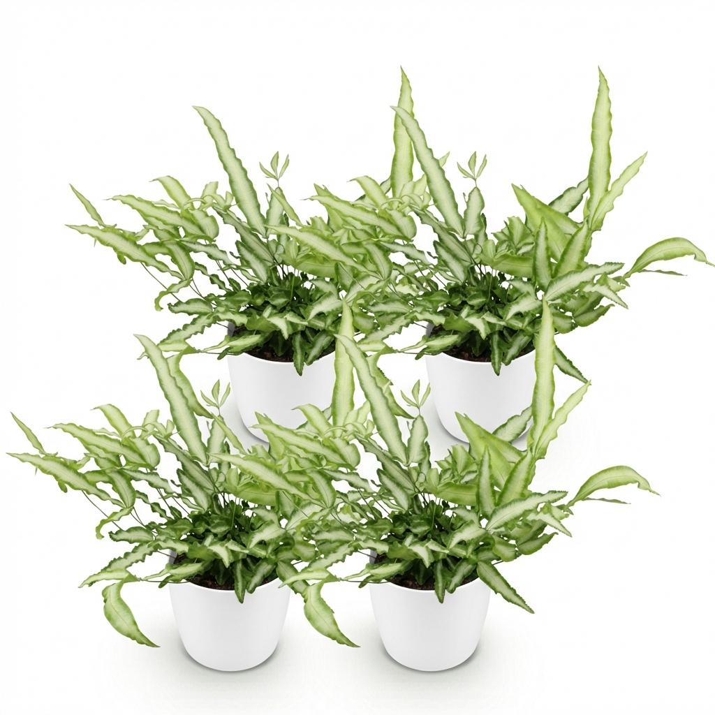 Pteris Cretica Albolineata - Blanc, pot de 12cm, presentees cote a cote