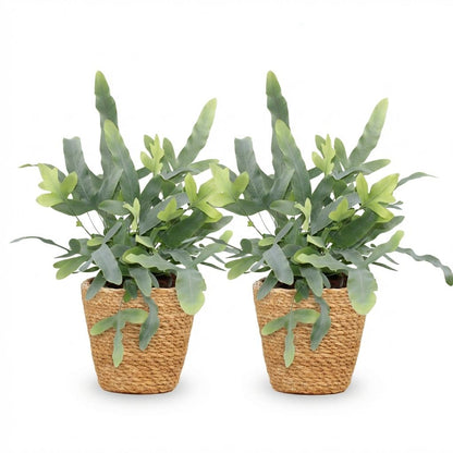 Deux Phlebodium aureum Blue Star aux frondes vert-bleu en pot en osier tressé sur fond blanc