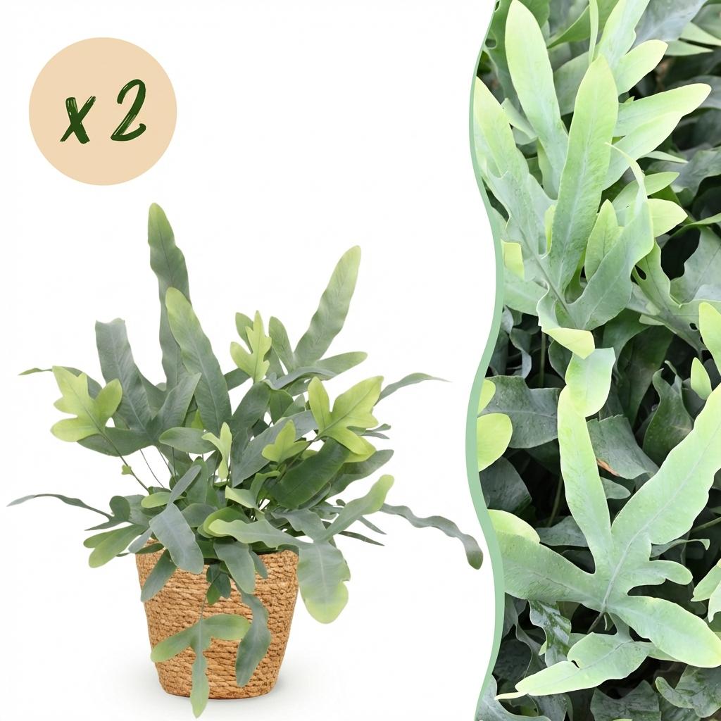 Une élégante Phlebodium aureum Blue Star avec son feuillage bleu-vert lobé, présentée dans un cache-pot en fibre naturelle tressée